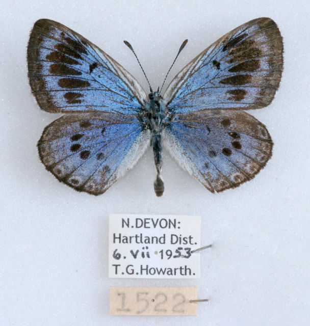 Maculinea arion female (old english large blue aberration insubrica 1953 hartland north devon) (Internet Image property of respective owner, non-commercial use only)